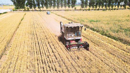 广饶县：小麦陆续开镰收割