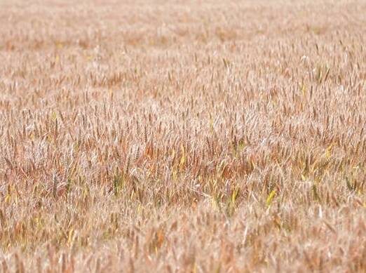 金色麦浪好“丰”景！德州826.9万亩小麦正式开镰收割