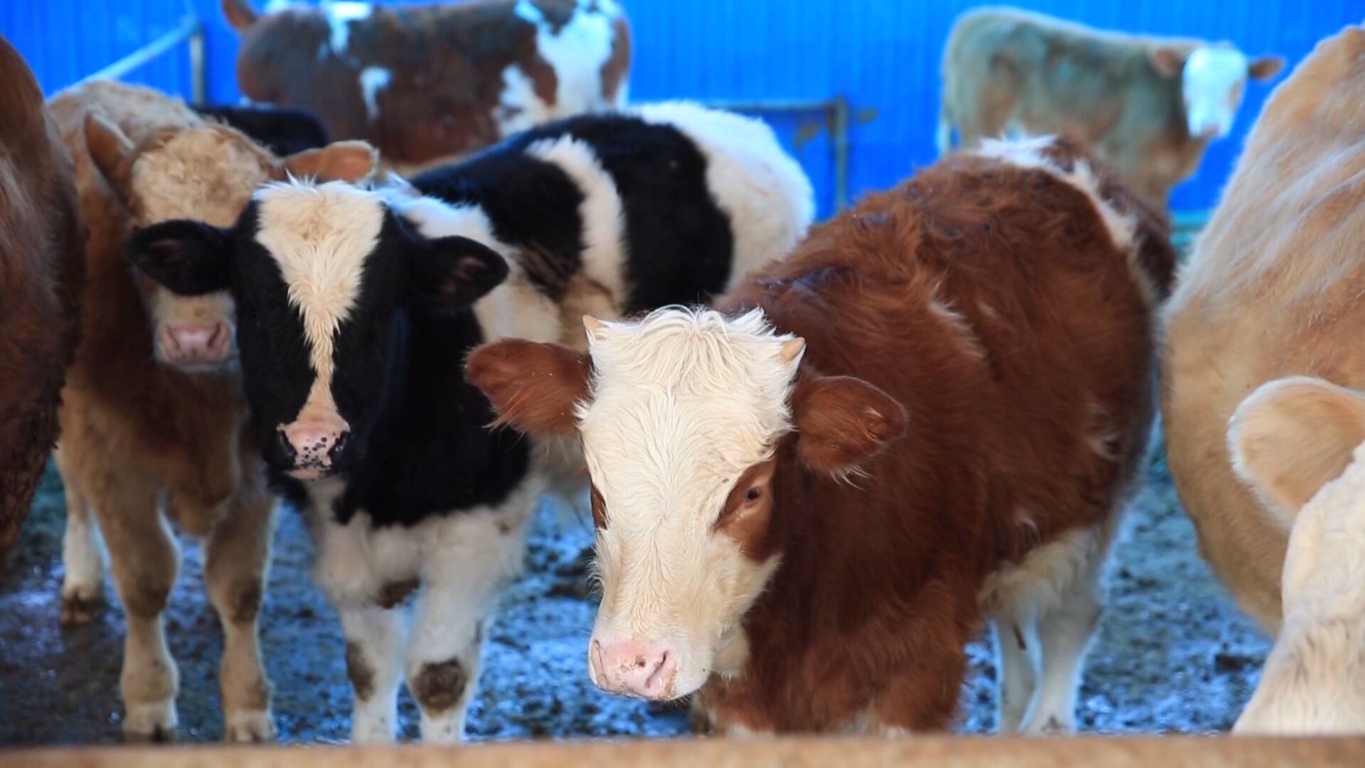 德州陵城：打造畜牧业全产业链 唱响乡村振兴“新牧歌”