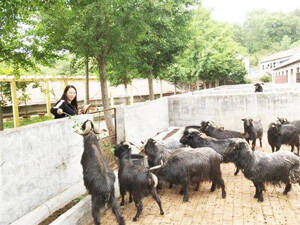 淄博农业造“芯”记丨沂蒙黑山羊：羊中的“黑珍珠”
