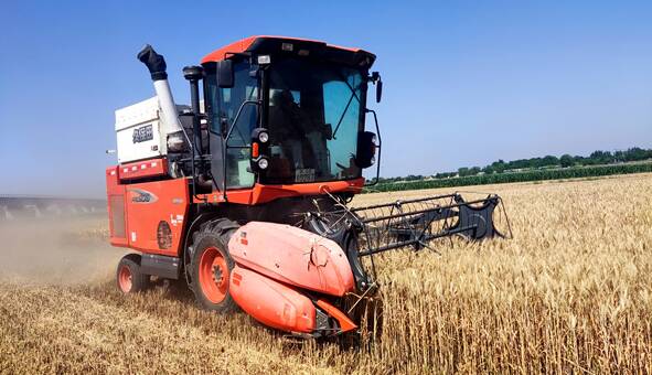 麦浪翻滚 农机穿梭 东营市165万亩小麦进入收获季