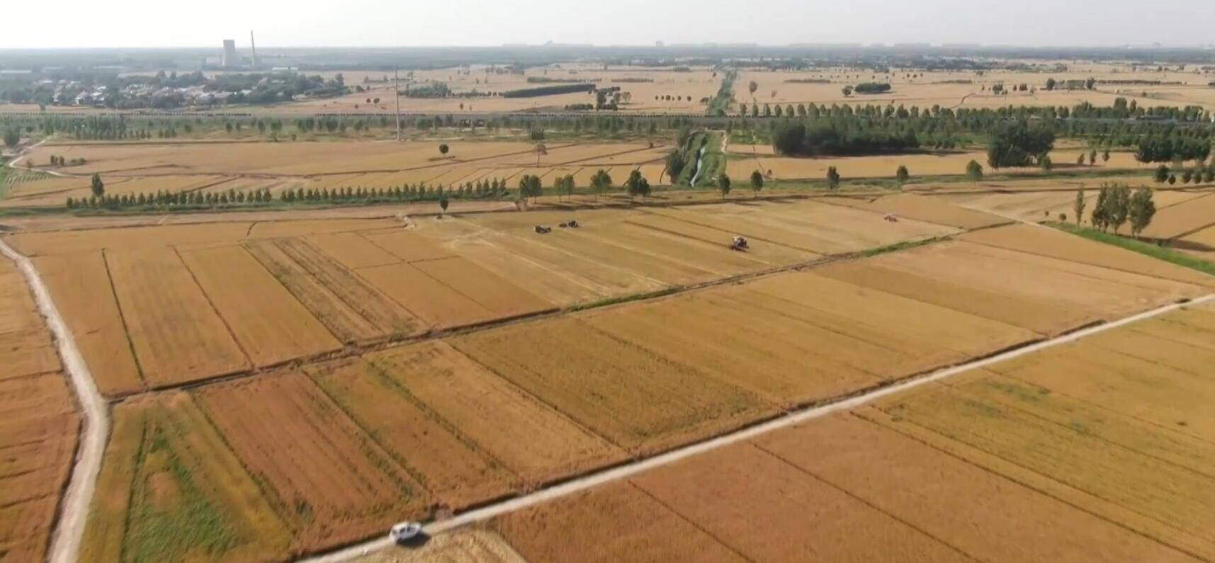 滨州：夏收工作加速推进 目前已收小麦263.26万亩