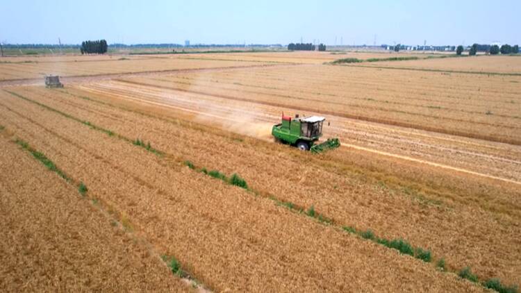 博兴：已收割小麦40万亩 占应收面积的67.7%