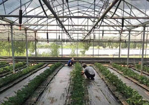 淄博博山：栽上草莓苗 培育大市场