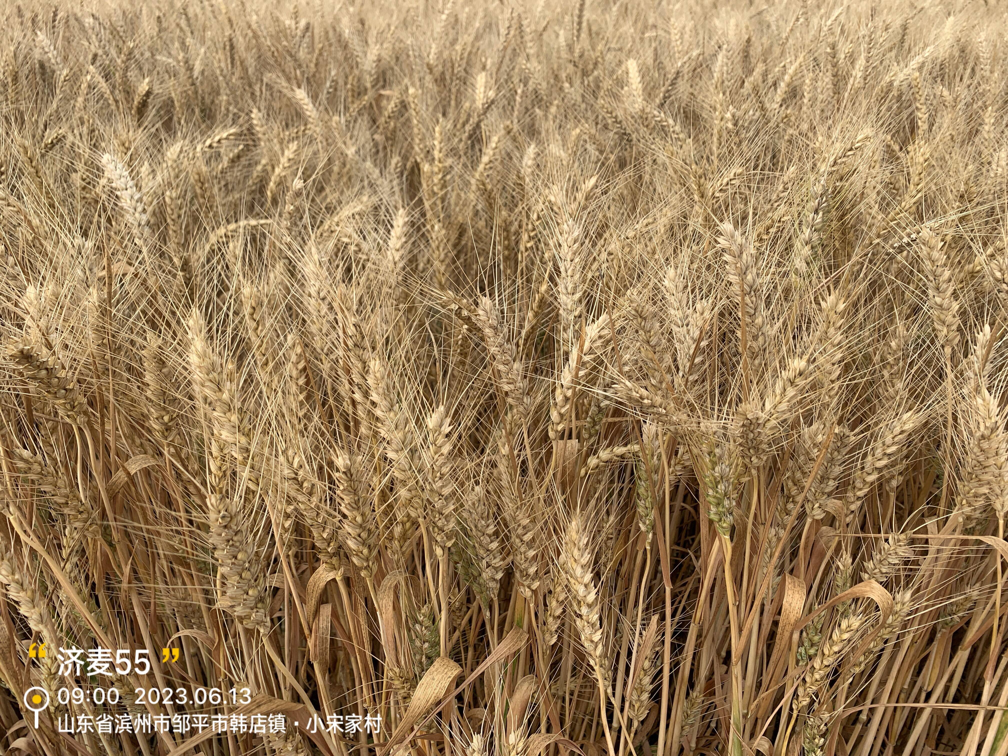 平均亩产787.49公斤 济麦55创滨州市小麦高产纪录