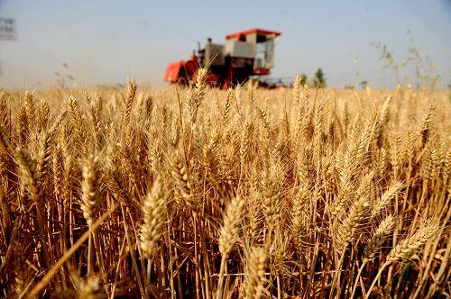 东营市165万亩小麦全部收割完成