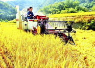 泰安市三夏小麦机收全线告捷 机收率达99.67%