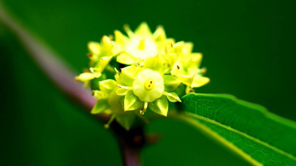 滨州沾化：30万亩枣花飘香醉游人