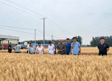 潍坊小麦单产第一：每亩791.36公斤！
