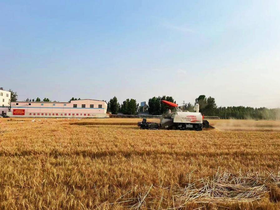 夏粮迎丰收！聊城市阳谷县82万余亩小麦收割完毕