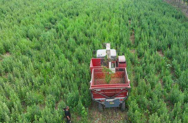 鄒平：端午艾飄香