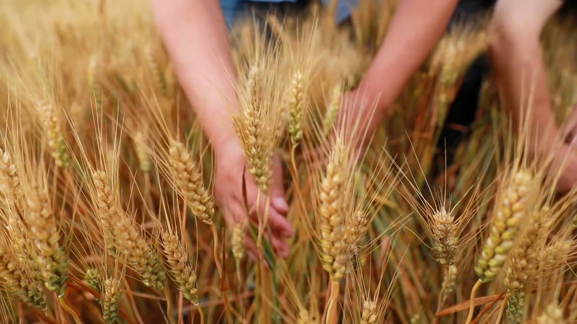 亩产497.1公斤再创纪录！山东小麦新品种“济麦60” 让盐碱荒滩“点土成金”