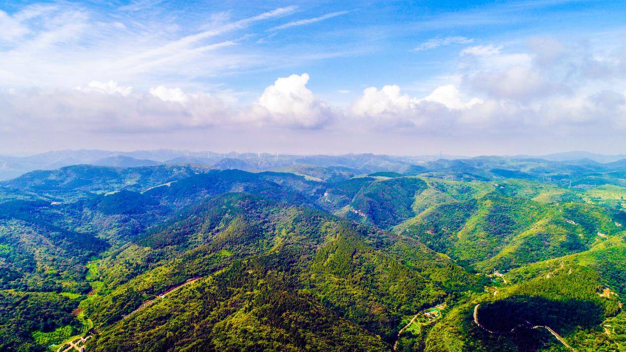 焦桐花開——山東原山艱苦創業教育基地扛起生態文明傳播的時代擔當