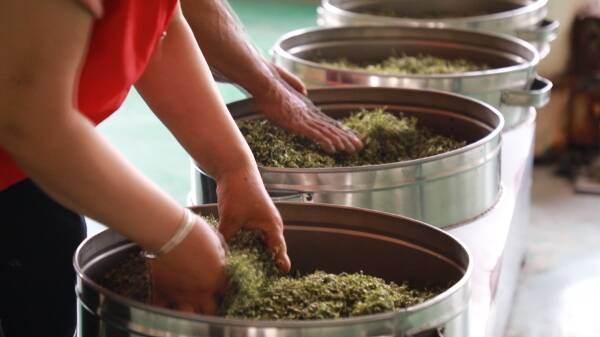 东营市东营区：夏日采荷制茶忙 产业富民见成效