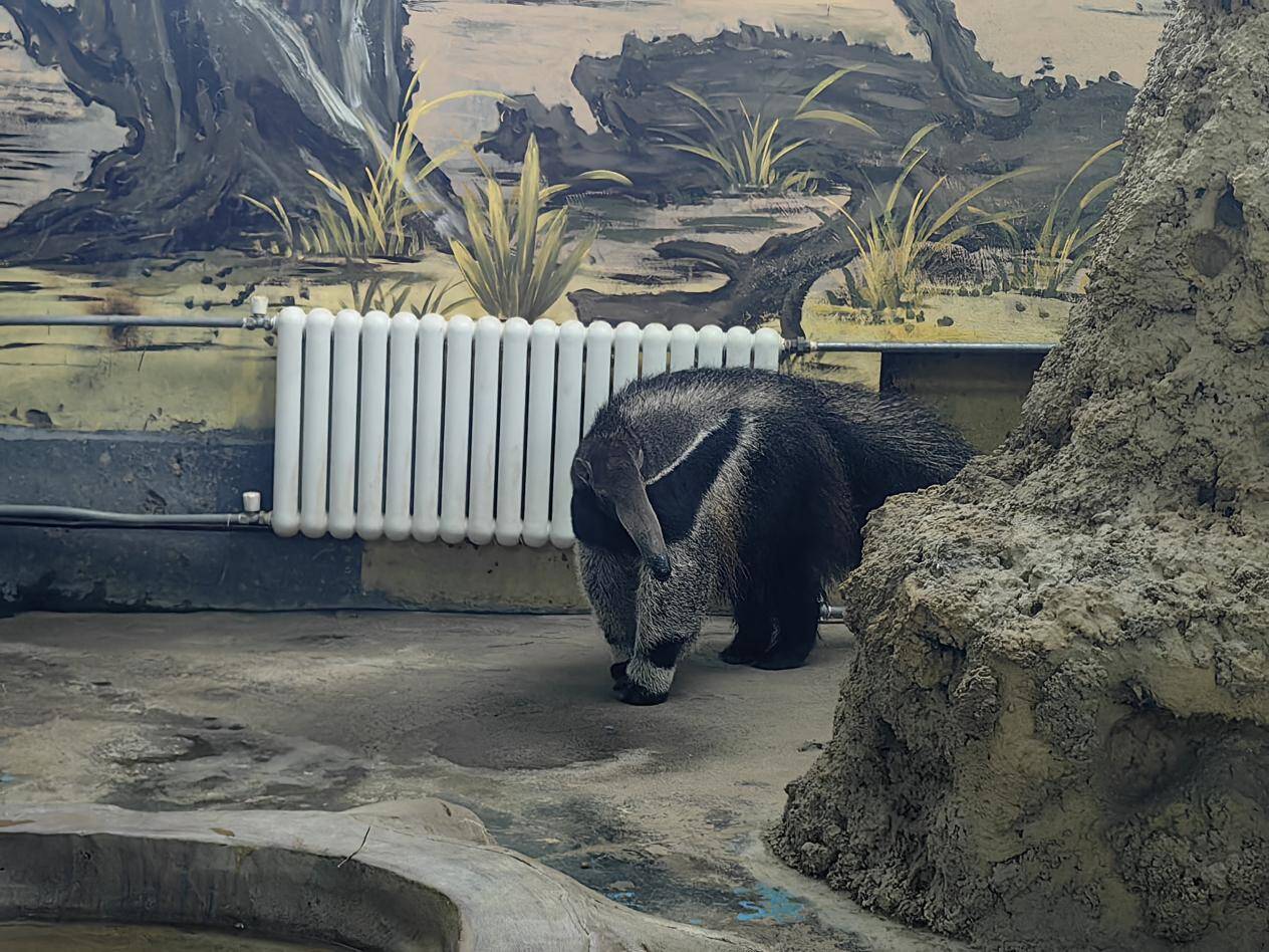 濟南野生動物世界的大食蟻獸去天津“相親”啦