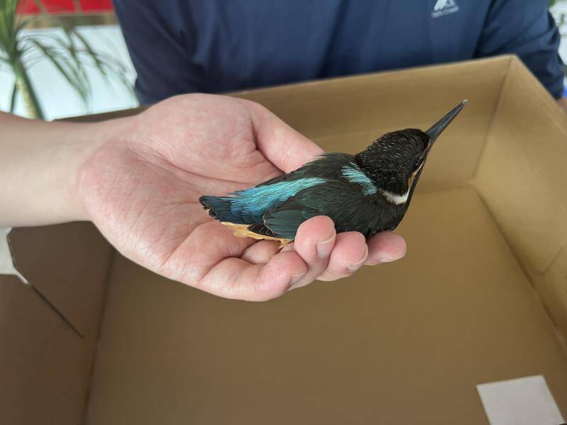 乳山市：民警救助一只受伤鸟类，竟是国家二级保护动物