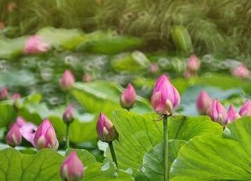 日照雨过天晴：旭日东升，朝霞满天