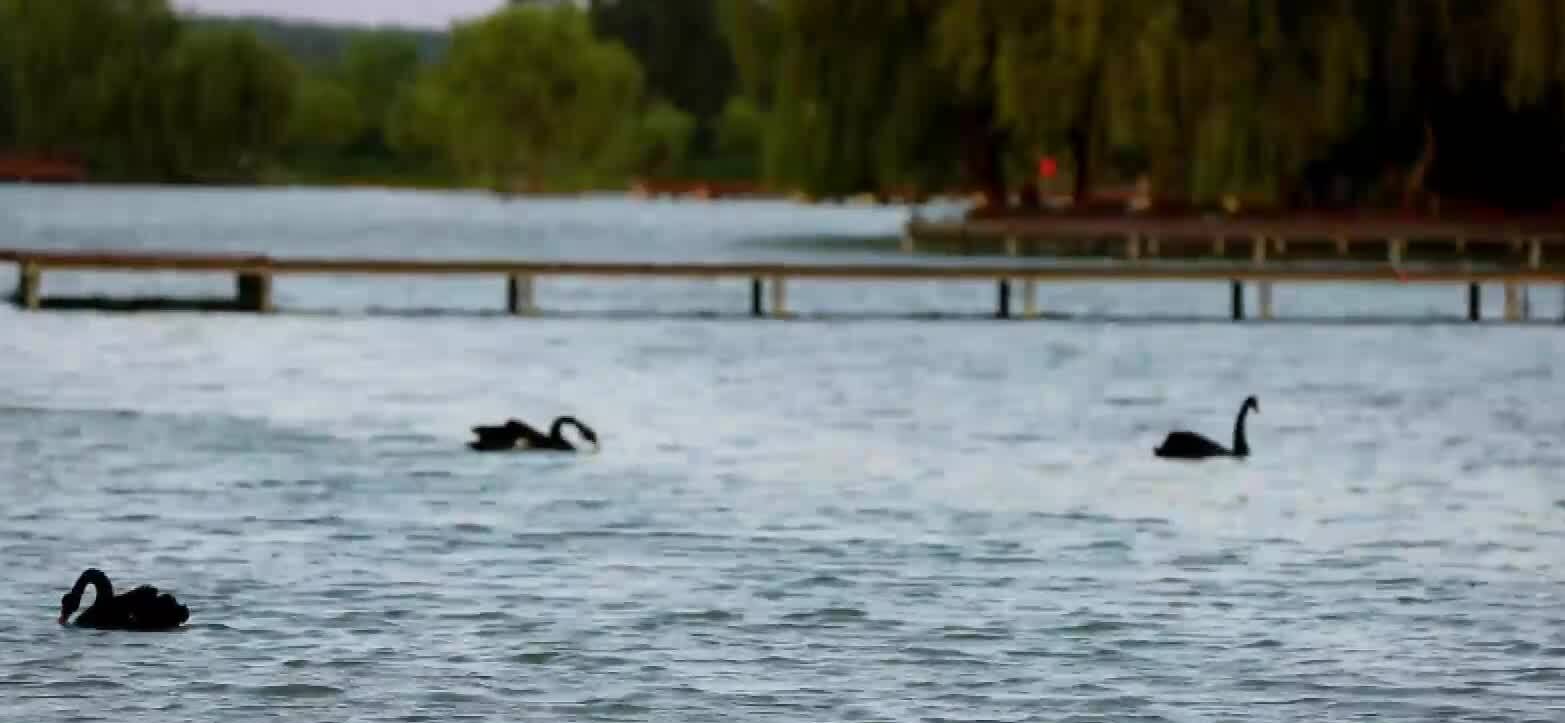 枣庄双龙湖湿地天鹅游弋、孔雀踱步 尽显生态之美