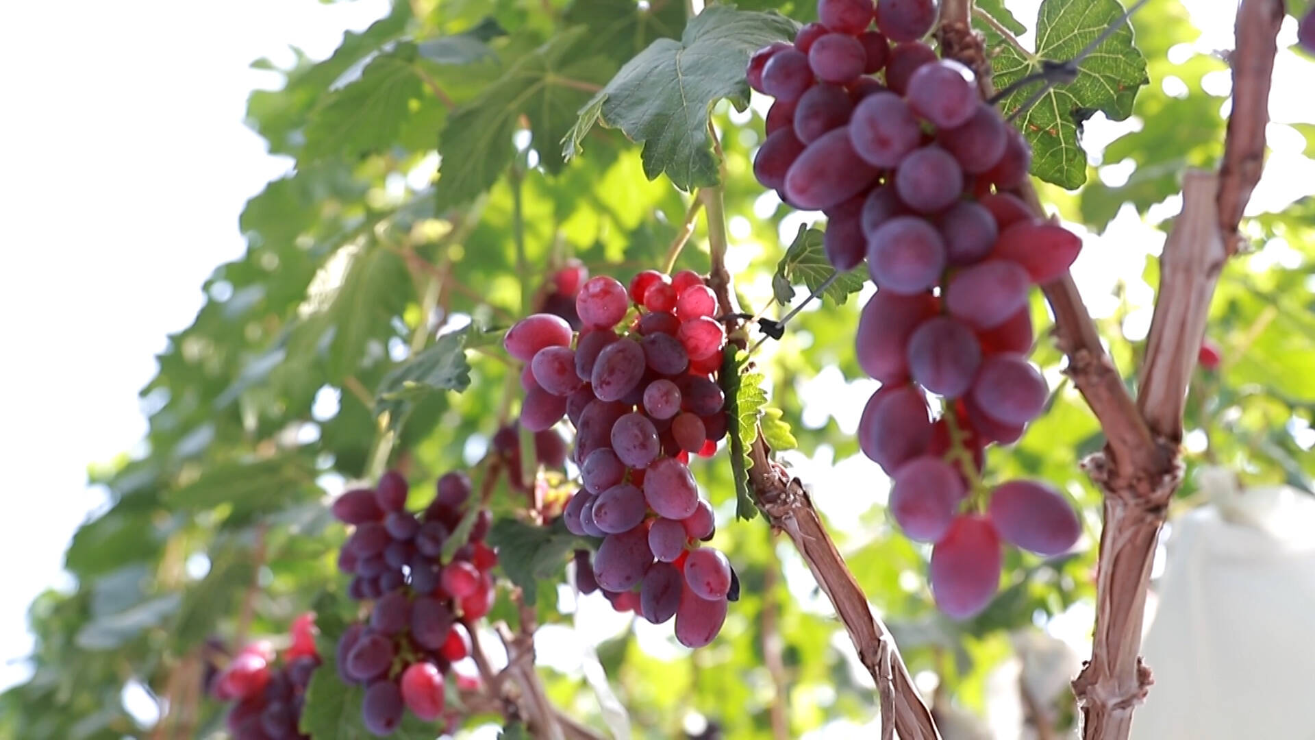 平原县：发展绿色有机种植 特色精品葡萄走俏市场