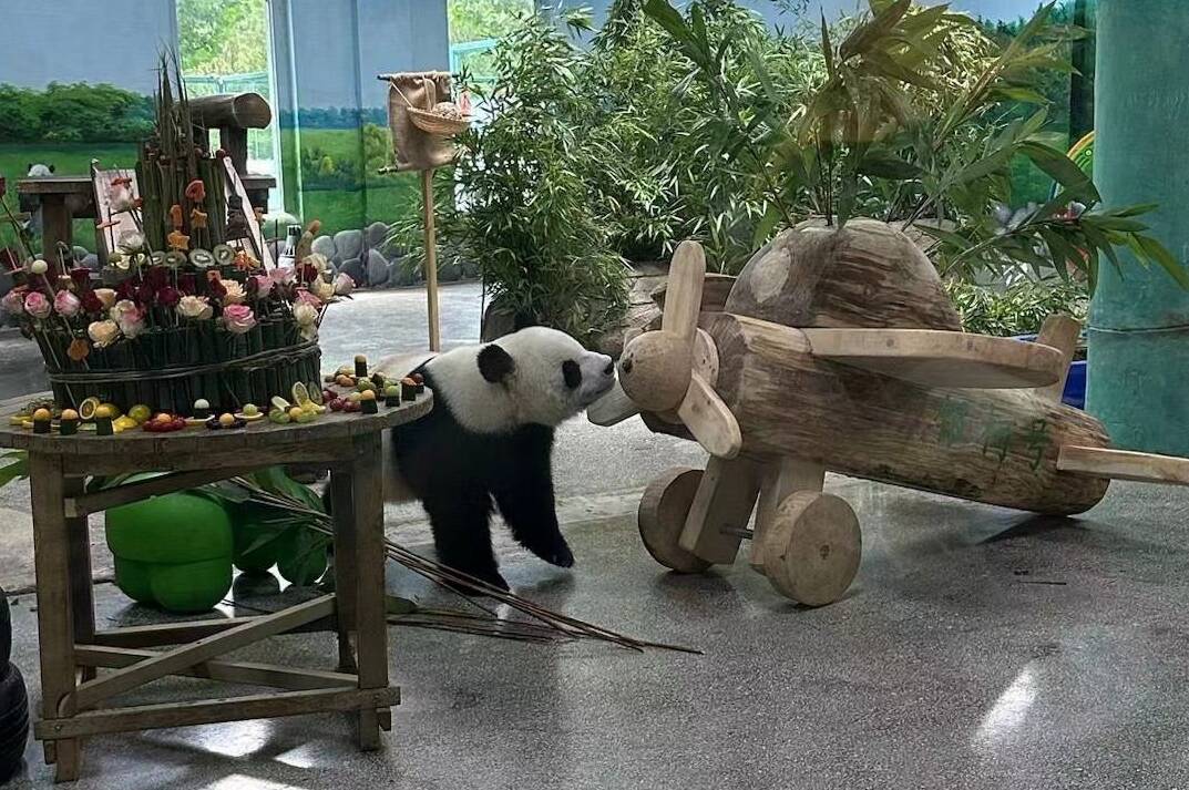 大熊猫“银柯”迎来14周岁生日 饲养员送上“飞机”当礼物
