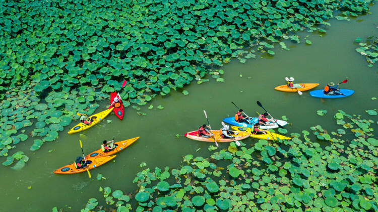 生态旅游在淄博；湿地泛舟 乐享夏日