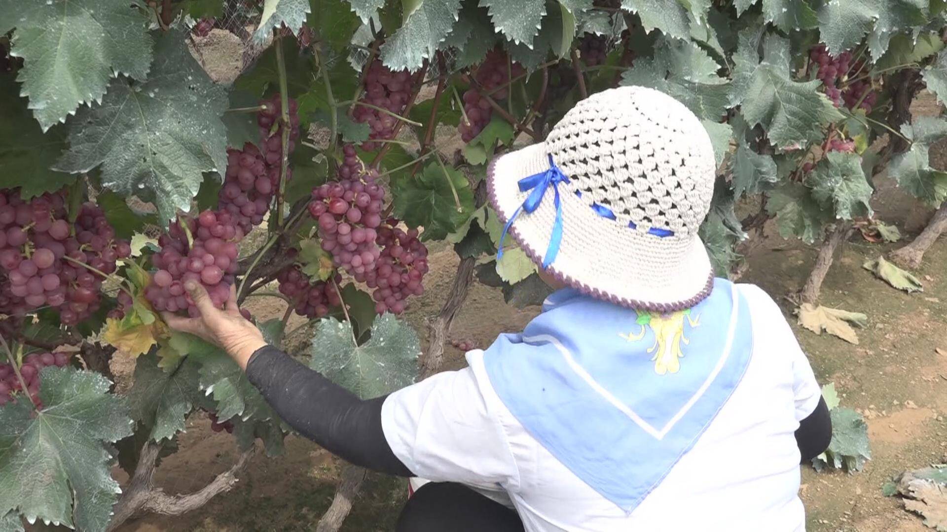 临朐：2000多亩葡萄迎来丰收旺季 小葡萄串起甜蜜大产业
