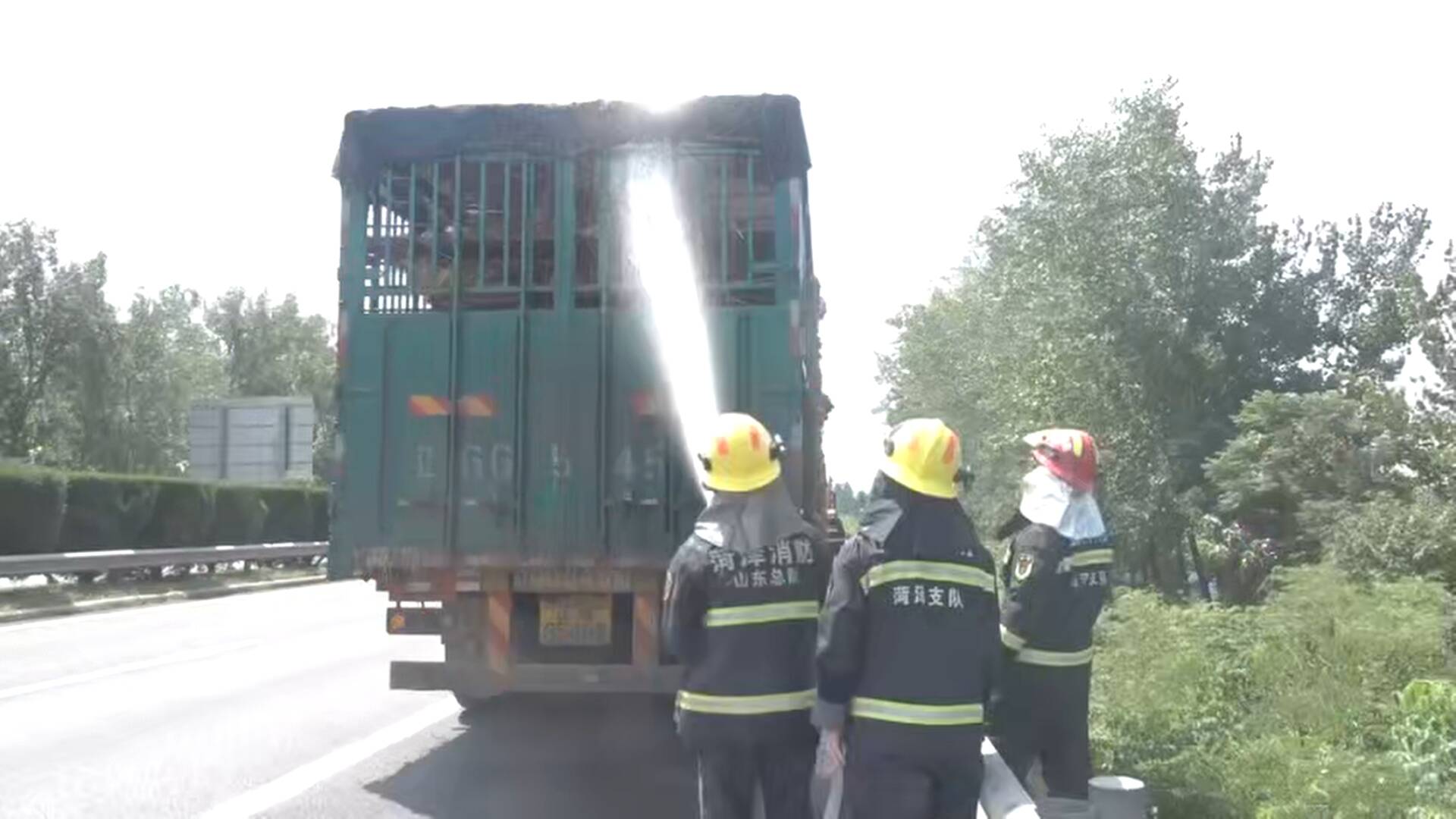 菏泽曹县：185头生猪高速路中暑  消防部门紧急救援为其降温