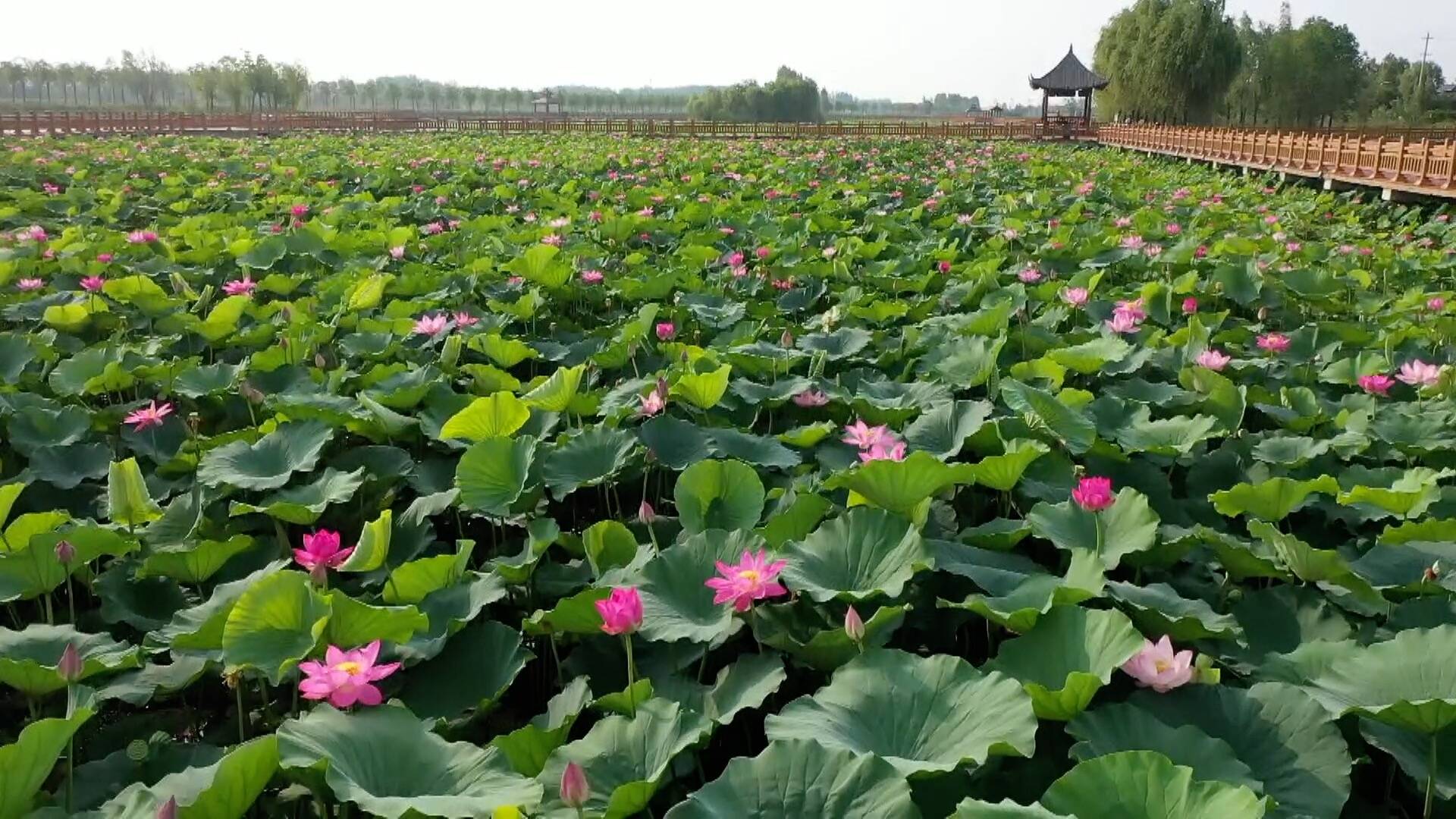 2023菏泽网络消费节在曹县万亩荷塘风景区举办