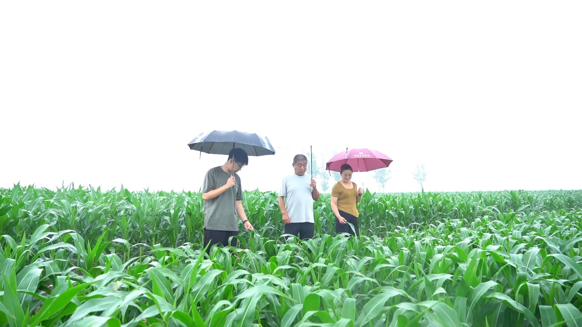 武城：农技专家支招 做好雨后田间管理