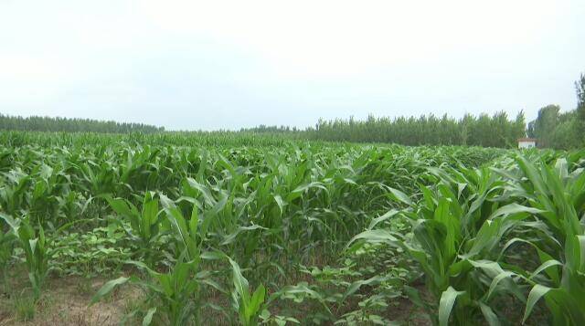 高密：玉米大豆带状复合种植提升“复合”效益