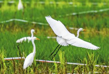 济南：白鹭结伴来访 生态田园成乐园