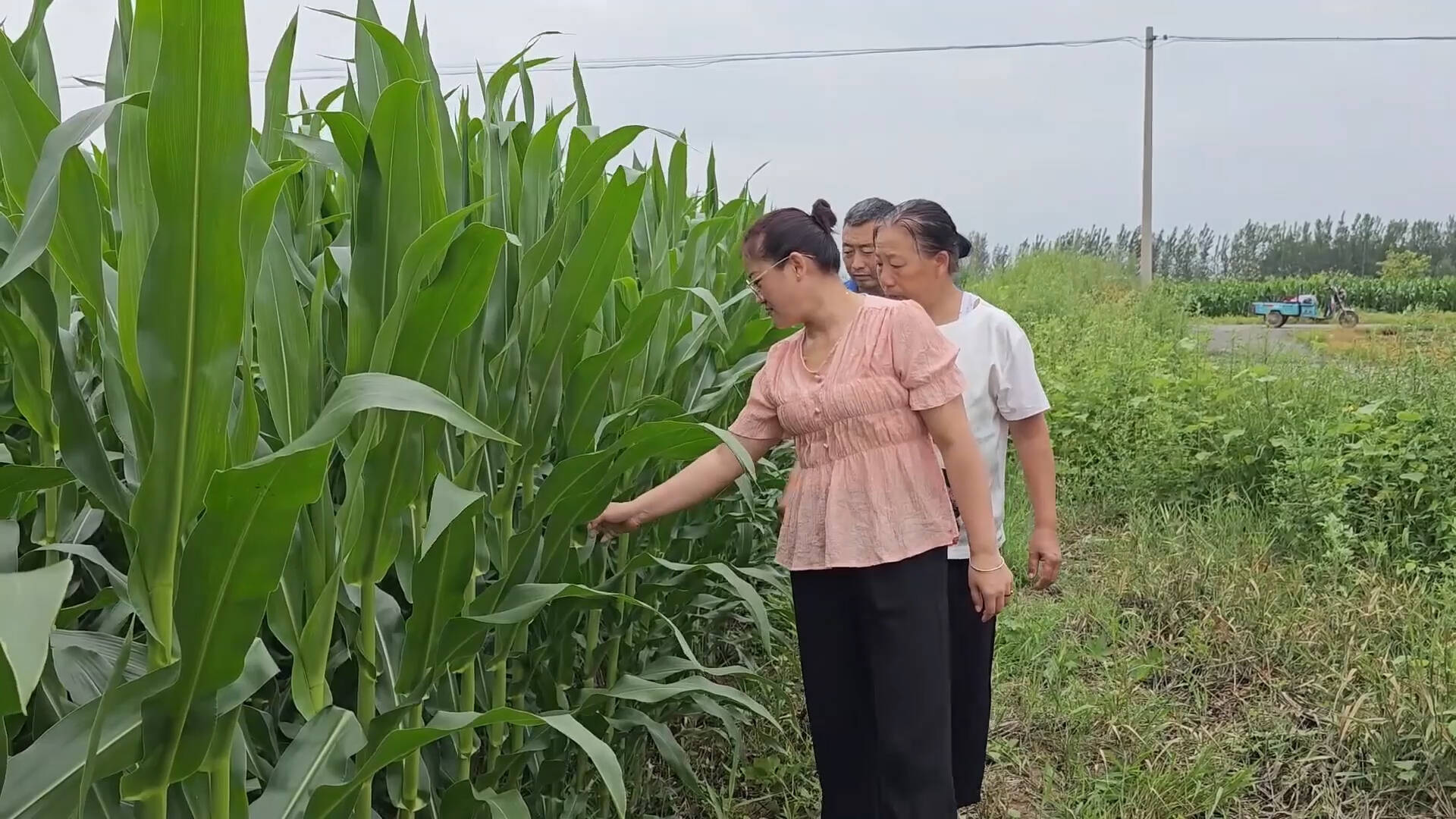 武城成立8个农技小组 防御恶劣天气对玉米等秋作物影响