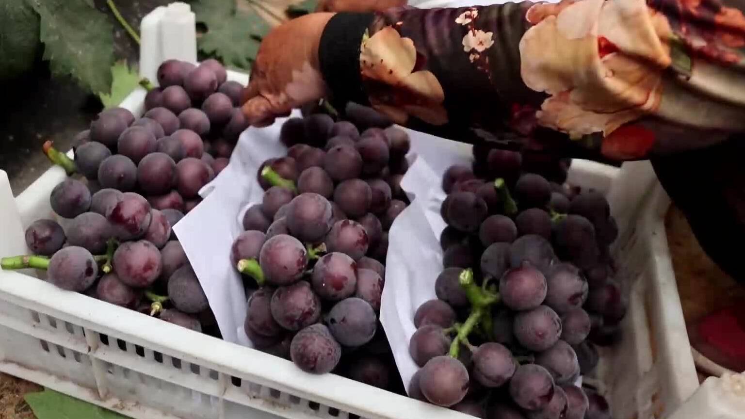 滕州早熟葡萄飘香 每天2万斤销往全国各地