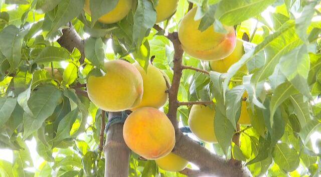 寿光：黄桃喜迎丰收季 枝头结出“致富果”