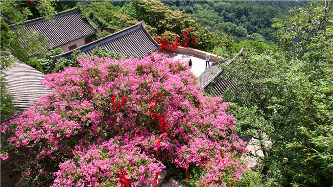 嶗山600年紫薇開花 演繹夏日浪漫