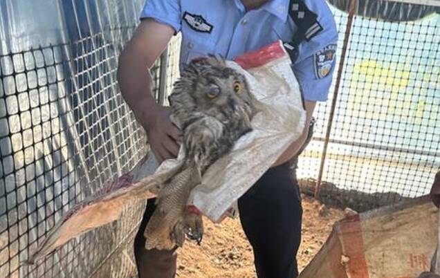 警民联手擒获偷鸡猫头鹰，为其在动物园里安家