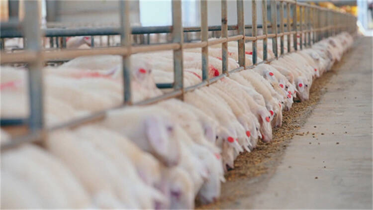 利津：倾力打造肉羊产业新高地  全面推动产业园迈进3.0时代