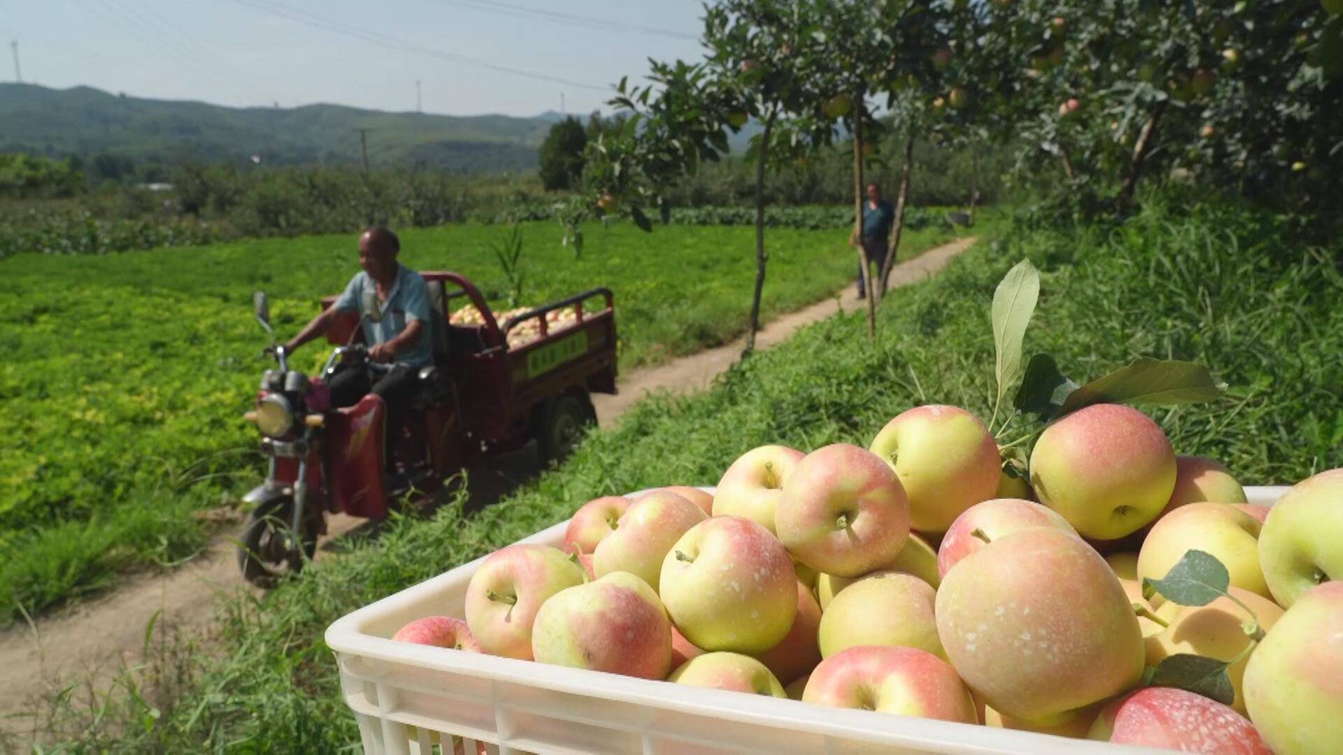 临朐：5000多亩苹果迎来丰收 小苹果成就致富大产业
