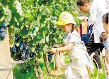 蓬莱：“葡萄酒+”助乡村振兴发展