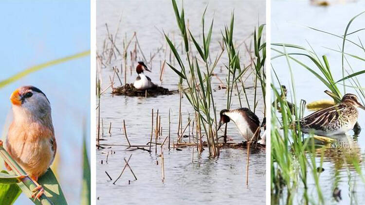 马踏湖成为珍稀鸟类栖息地