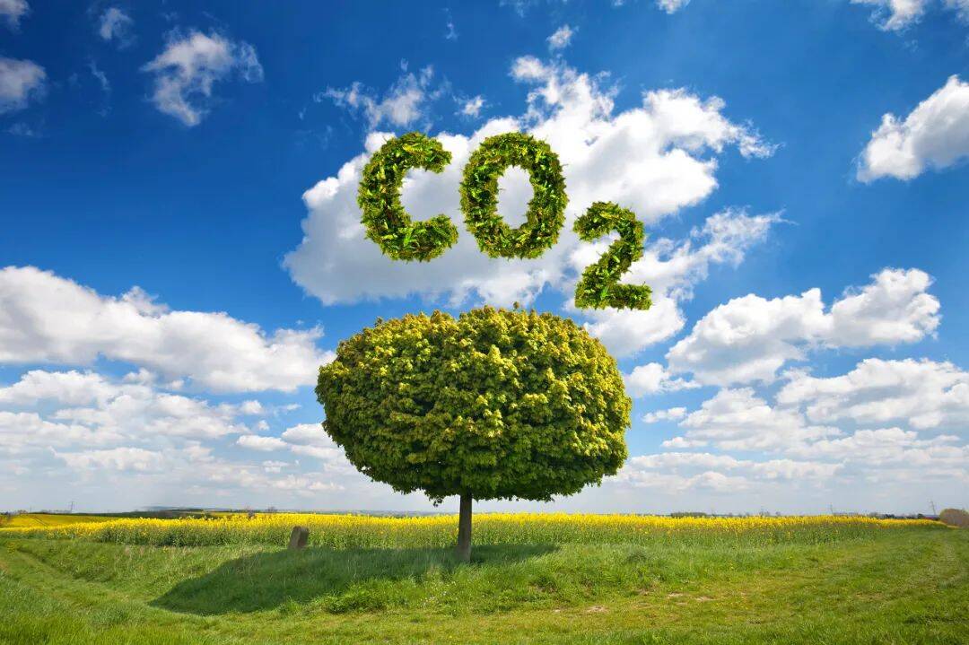正确处理“双碳”承诺和自主行动的关系