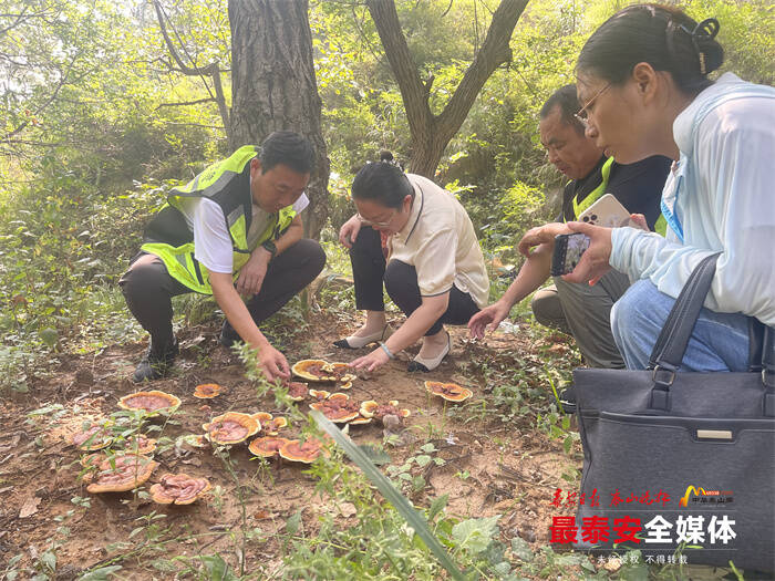 连续3年栽种4000多个菌包 泰山赤灵芝仿野生种植初具规模
