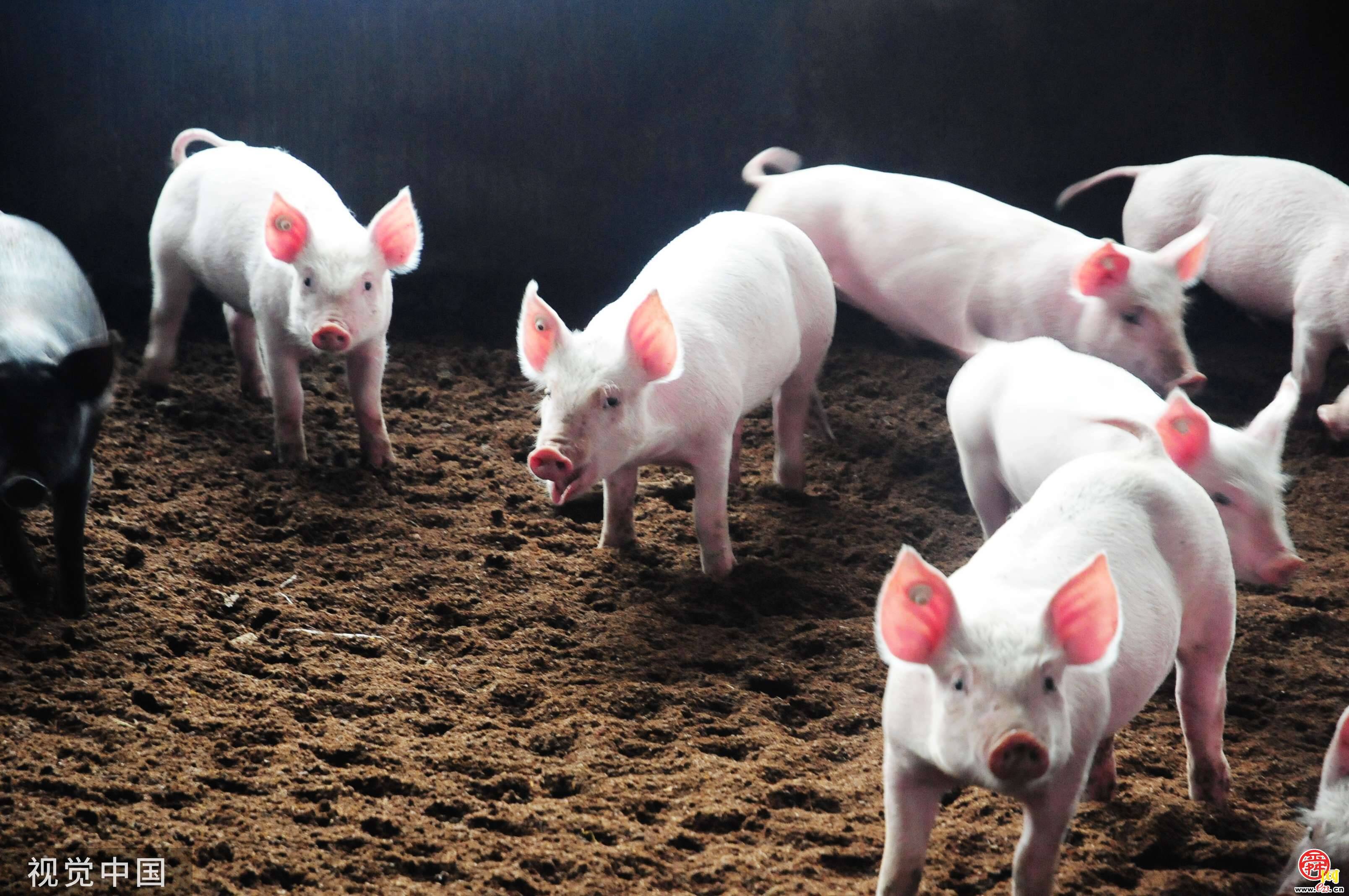 济南在全省率先试点开展“生猪目标价格保险” 每头猪投保21元，半年后最高可获赔1750元