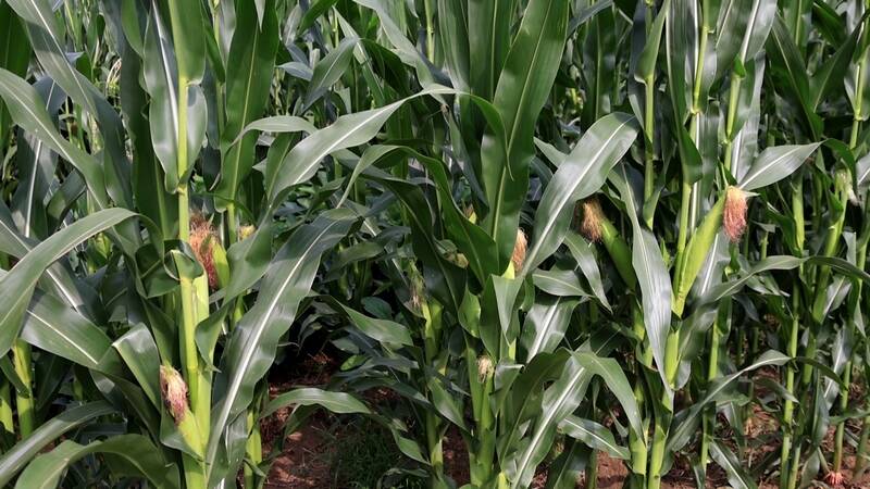 武城：开展玉米大豆“一喷多促” 助力秋粮增产
