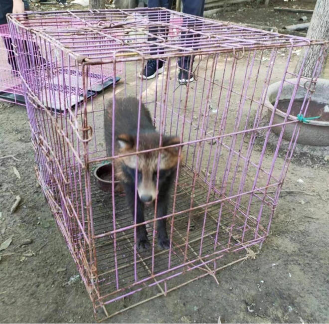 野外發現一只二級保護動物“貉” 惠民警方聯合多部門進行救助