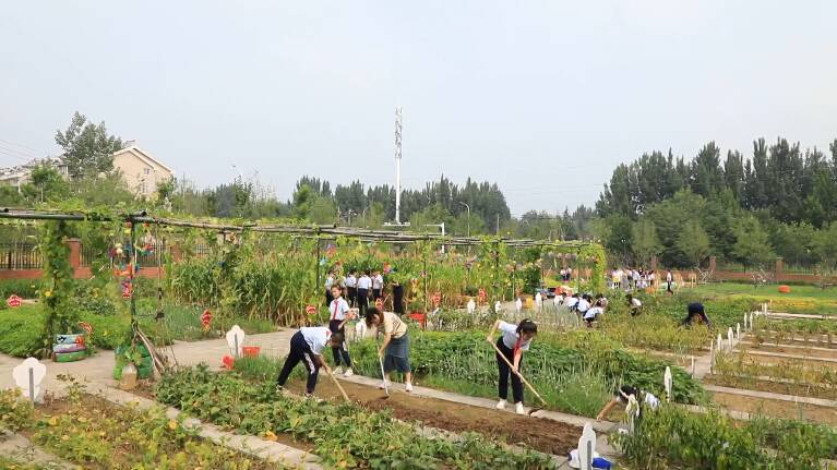 潍坊：刨地瓜、收花生 劳动开启新学期第一课