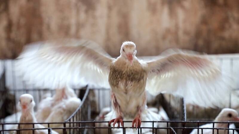 平原县：发展肉鸽特色养殖 “鸽”声嘹亮拓宽致富路