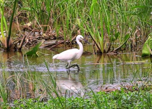 腊山河环境提升生态改善吸引白鹭前来觅食飞舞
