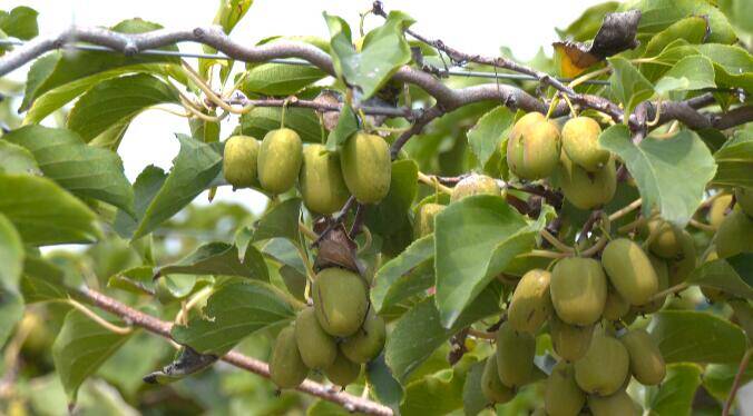 安丘：100多亩软枣猕猴桃喜获丰收