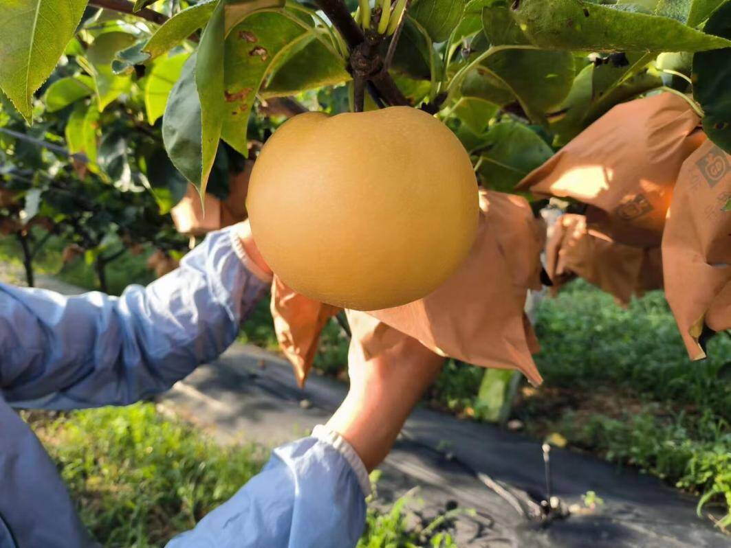 最新网红水果秋月梨核心产区开始采摘：产量达8万多吨增收20% 创5年新高